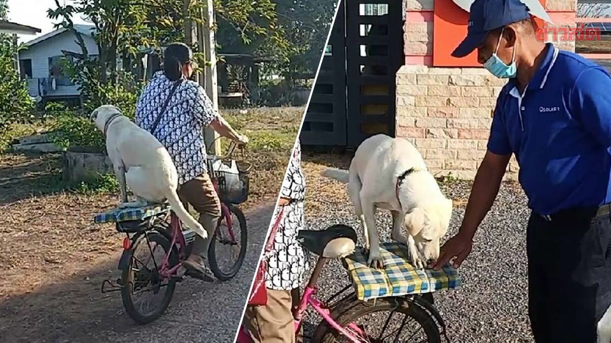 เจ้านมสด หมาแสนรู้ นั่งซ้อนท้ายจักรยานเจ้าของ ไปส่งอาหารทุกวัน