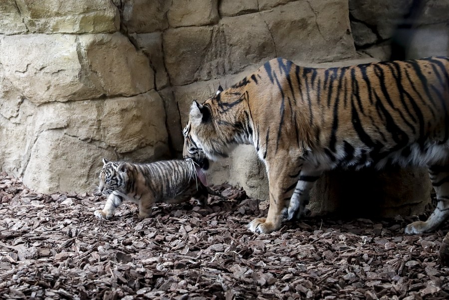 'ลูกเสือโคร่งสุมาตรา' ตัวน้อย สมาชิกใหม่สวนสัตว์ลอนดอน