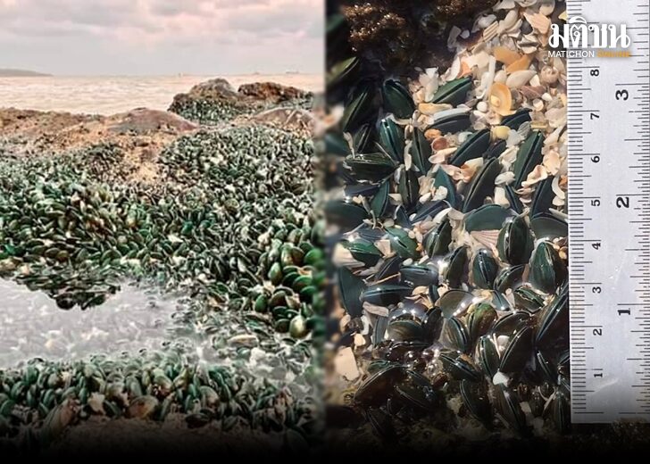 กรมทรัพยากรทางทะเลฯ แจง ภาพหอยแมลงภู่หาดสมิหลา เป็นการแพร่กระจายตามปกติ