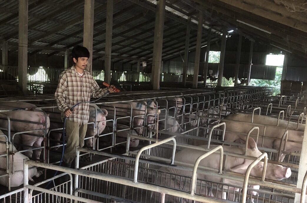 ปศุสัตว์ประจวบฯเร่งควบคุม กำจัดโรค ASF ระบาดในฟาร์มสุกร 2 อำเภอ