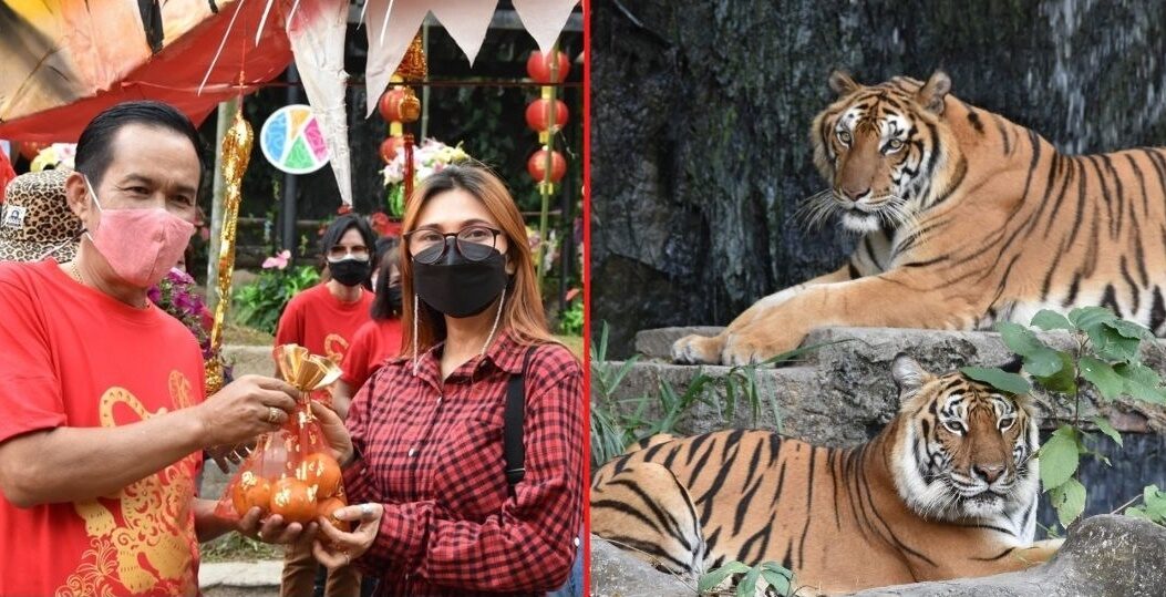 สวนสัตว์เปิดเขาเขียว ต้อนรับปีเสือทอง ชวนเลี้ยงเสือ สร้างพลังชีวิต เสริมสิริมงคล ฉลองตรุษจีน
