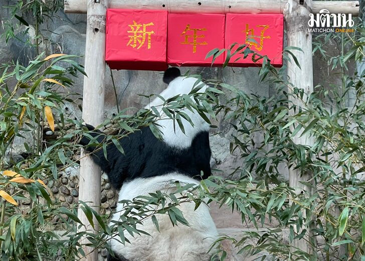 สวนสัตว์เชียงใหม่ จัดกล่องสุ่มอั่งเปามอบ 'หลินฮุ่ย' ฉลองตรุษจีนคึกคัก