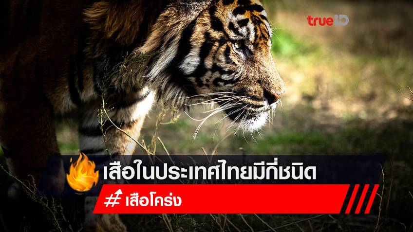 นอกจาก "เสือโคร่ง" แล้วในประเทศไทยยังมีเสืออีกกี่ชนิด