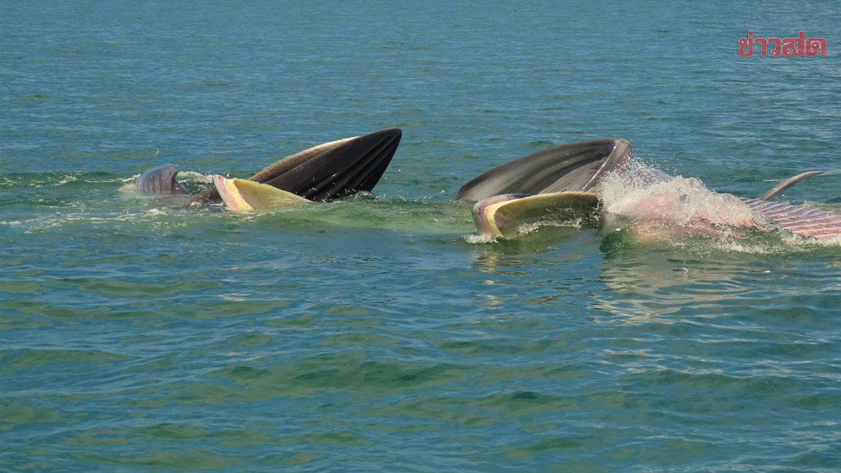 วาฬบรูด้าโผล่ 6 ตัว มาไวกว่าทุกปี วอนนักท่องเที่ยว ทำตามคำแนะนำด้วย