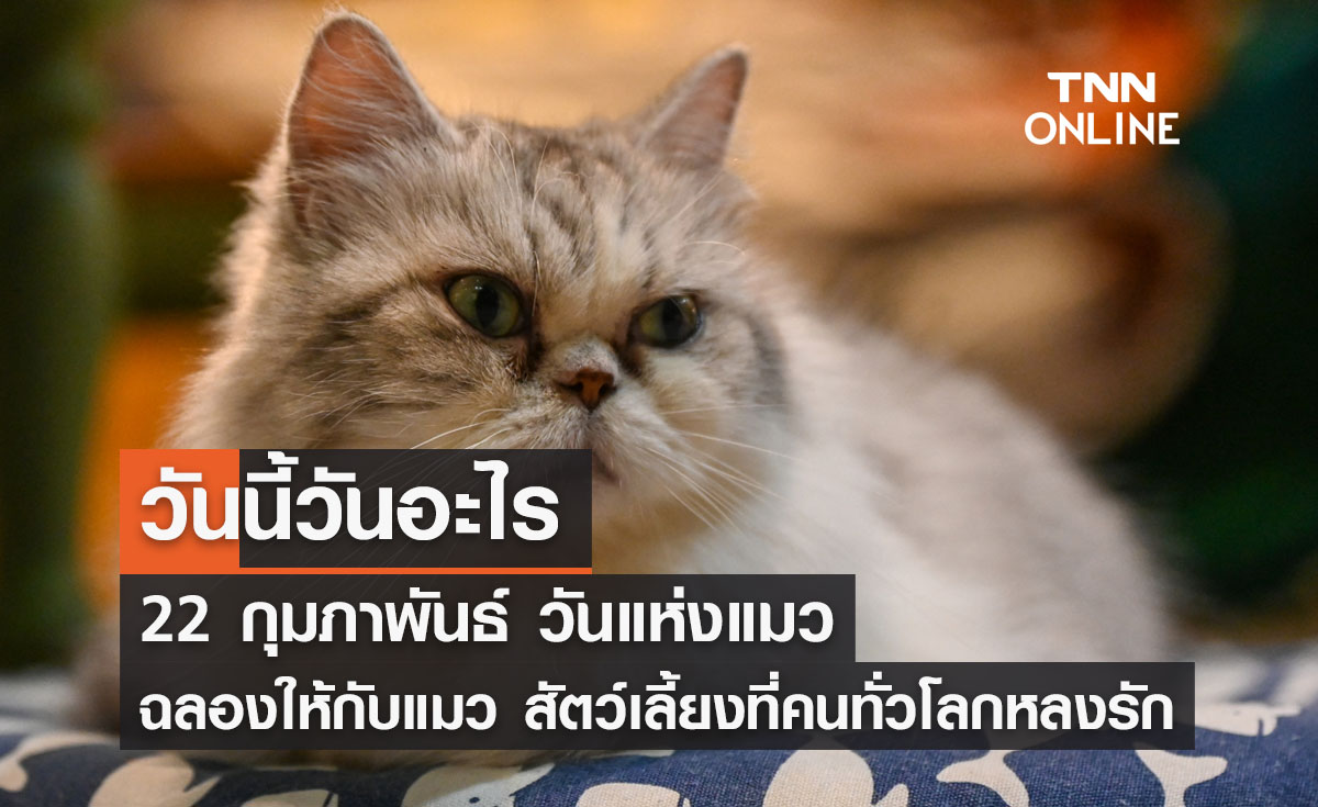 วันนี้วันอะไร วันแห่งแมว ตรงกับวันที่ 22 กุมภาพันธ์