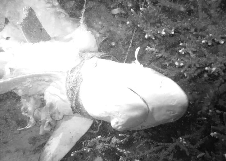 สลด พบฉลามครีบดำใกล้คลอด ถูกอวนรัดคอตายคาก้นทะเลพีพี ลูก 4 ตัวหลุดออกมาจากท้อง