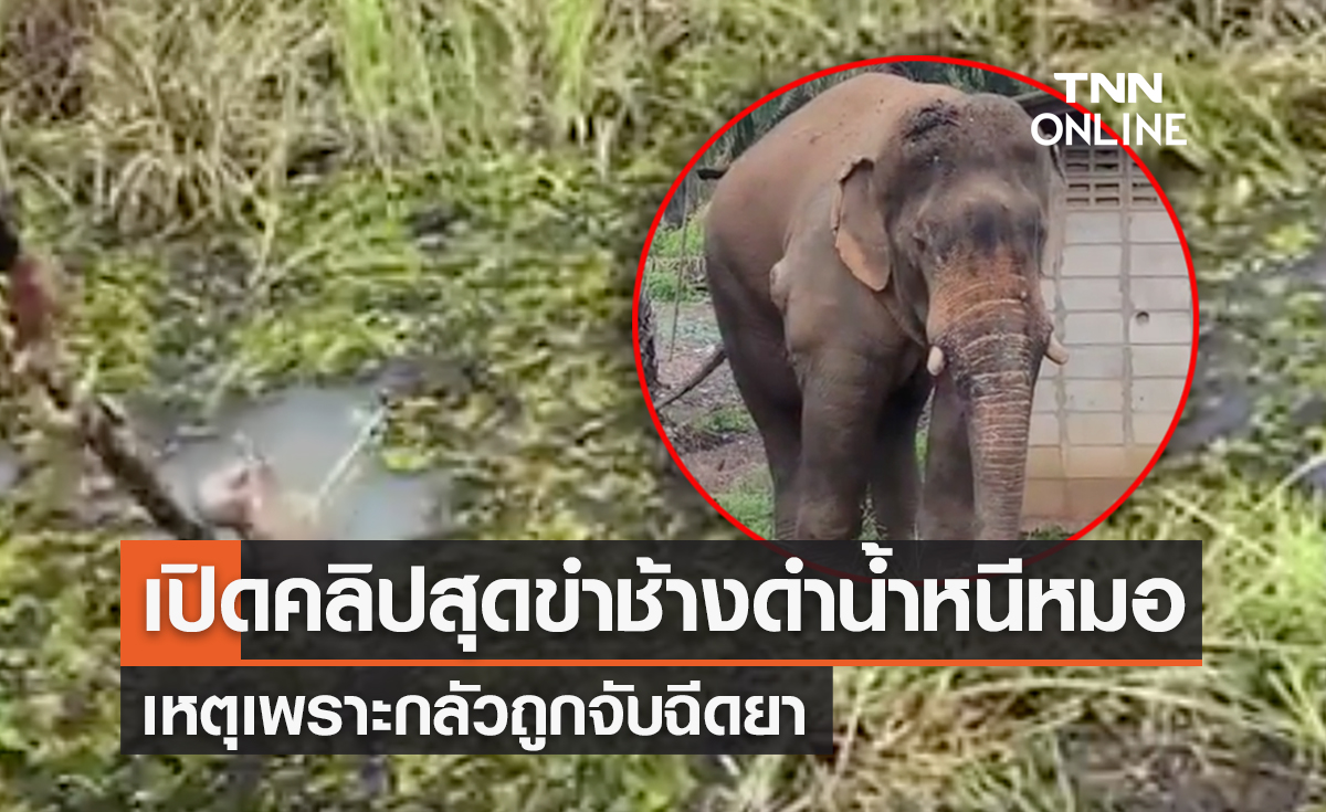 โถลูก! ช้างป่ากลัวถูกจับฉีดยาเลยหนีหมอด้วยการดำน้ำ