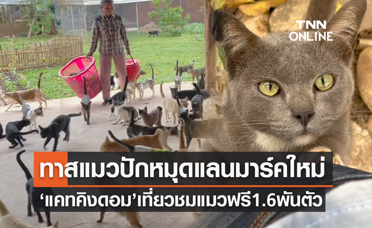 ทาสแมวปักหมุด! เปิดตัว ‘แคทคิงดอม’ บ้านแมวจร 1,600 ชีวิต เที่ยวชมฟรี