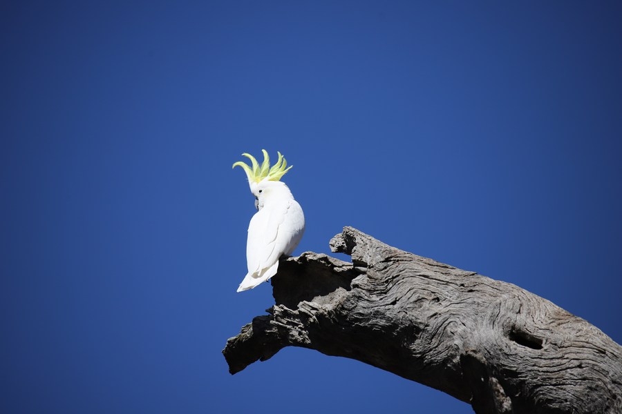 'นกกระตั้ว' สัญลักษณ์เมืองหลวงออสเตรเลีย ขึ้นบัญชี 'เสี่ยงสูญพันธุ์'