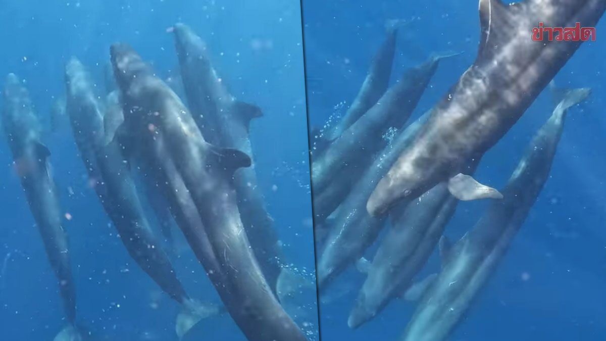 ตื่นตา! ฝูง "วาฬเพชฌฆาตดำ" โผล่เกาะสุรินทร์ 'อ.ธรณ์' เผยคลิปชัดสุดที่เคยเห็นในไทย
