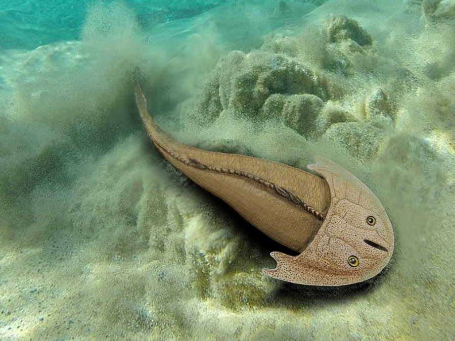 ฉงชิ่งพบ 'ฟอสซิลปลาใส่หมวกกันน็อก' เก่าแก่ 436 ล้านปี