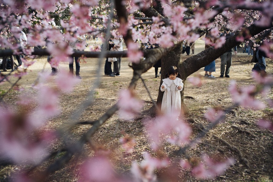 'สวนสาธารณะ' จุดพักผ่อนยามฤดูใบไม้ผลิในโตเกียว