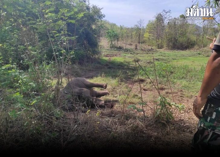 จนท.เร่งช่วยช้างป่าล้ม คาดรับพิษจากไซยาไนด์ ในมันสำปะหลัง ทำท้องอืดรุนแรง