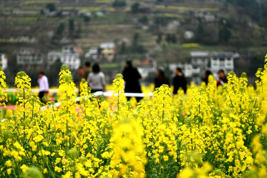 จีนเก็บเกี่ยว 'ดอกผักกาดก้านขาว' อุดมสมบูรณ์ในฤดูร้อน