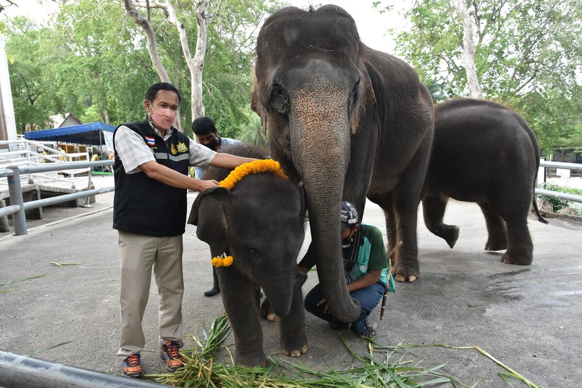 สวนสัตว์เขาเขียว เปิดตัวสมาชิกใหม่”ลูกช้างน้อย” ต้อนรับวันช้างไทย ชมนาทีตกลูก