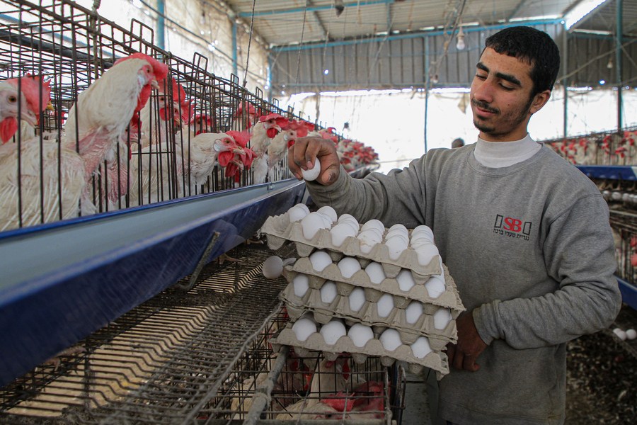 เกษตรกร 'เก็บไข่ เลี้ยงไก่' ในกาซาซิตี