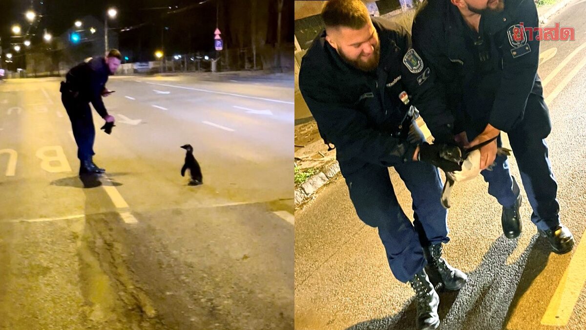 สุดป่วน! เพนกวินตัวน้อยหนีสวนสัตว์ โผล่เดินเล่นกลางถนน ตำรวจตามจับวุ่น