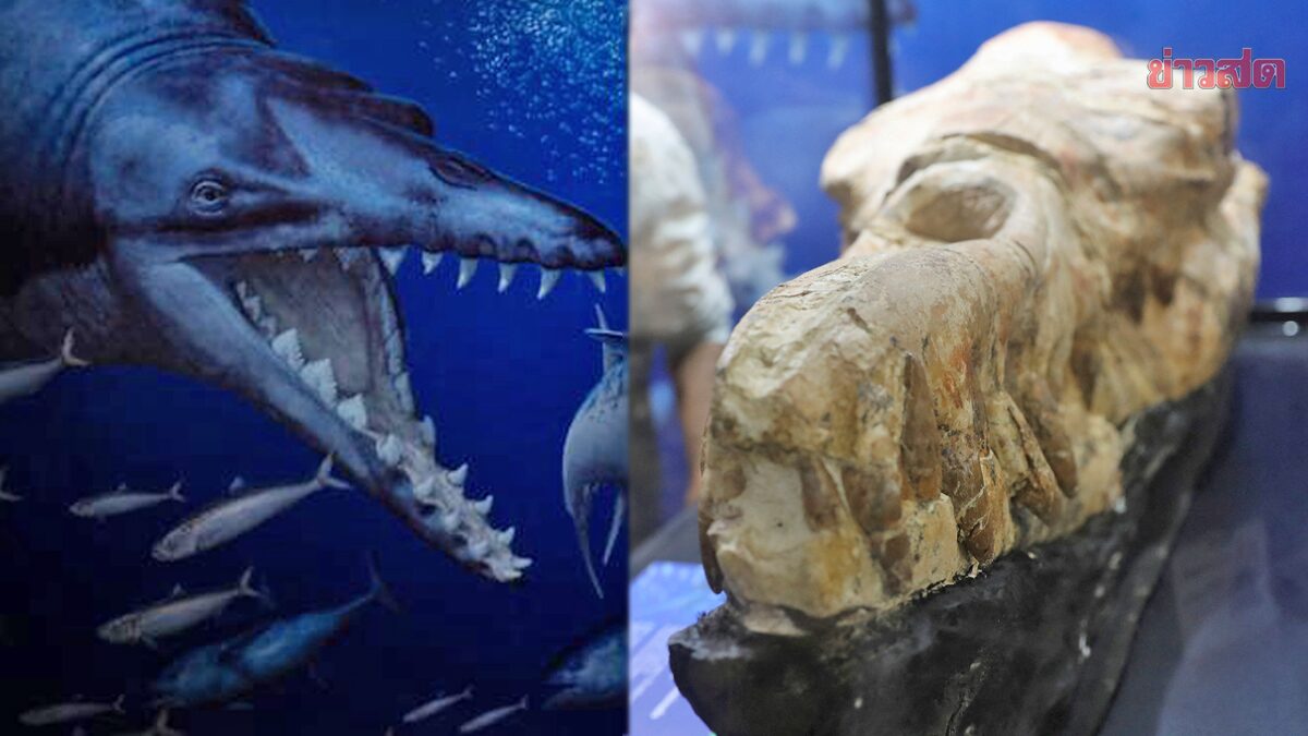 เปรูอวดฟอสซิล “กะโหลกวาฬดึกดำบรรพ์” ยาวกว่าเมตร-เก่าแก่ 36 ล้านปี