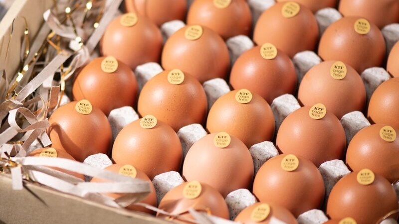 จีเอฟพีที เปิดตัว ‘ไข่ไก่ KTF’ เจาะกลุ่มพรีเมียม ชูจุดเด่น “ไข่ไก่รักษ์โลก” ผลิตจากฟาร์มไก่ไข่แบบไม่ใช้กรง
