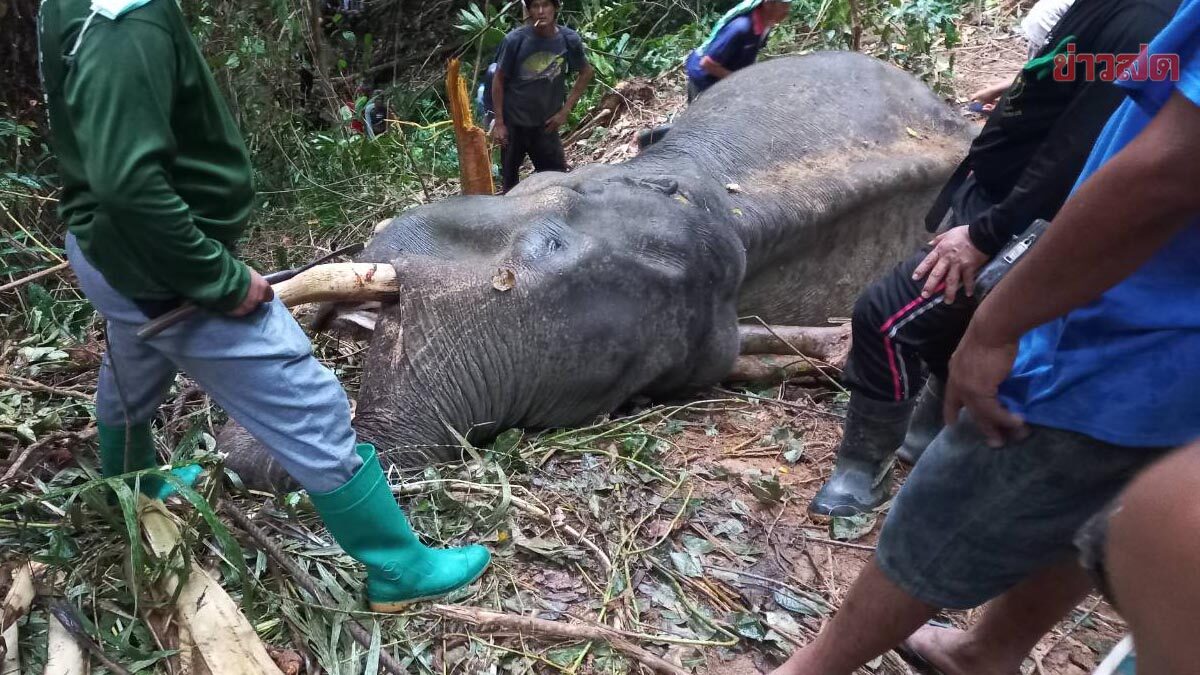 ช้างพลายงางาม ถูกล่ามทิ้งไว้กลางป่าอุทยานฯ อดน้ำ-อาหาร จนล้มตาย