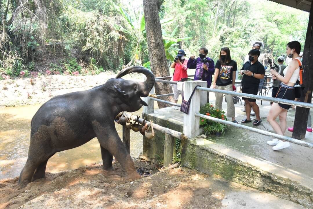 ปางช้างแม่สา นทท.แห่ชมความน่ารัก ช้างน้อยเล่นน้ำสงกรานต์ควาญ