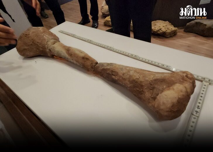 นักธรณีวิทยาฯชี้ฟอสซิลที่พบเป็นกระดูกส่วนน่องไดโนเสาร์ ยุคปลายไทรแอสซิก อายุราว 210 ล้านปี
