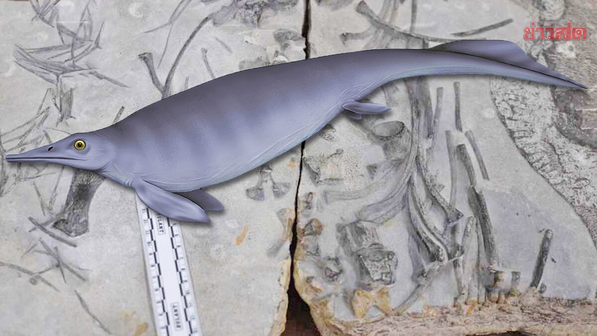 พบฟอสซิลสัตว์เลื้อยคลาน “ยอดนักว่ายน้ำ” ตัวยาวใหญ่-อายุ 250 ล้านปี