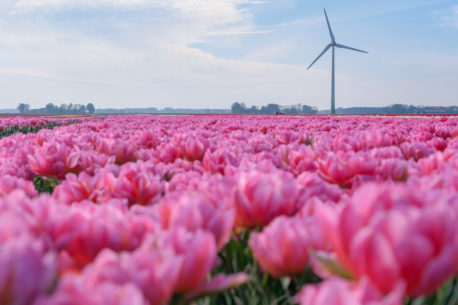 ทุ่งดอกทิวลิปสีสดละลานตาในเนเธอร์แลนด์