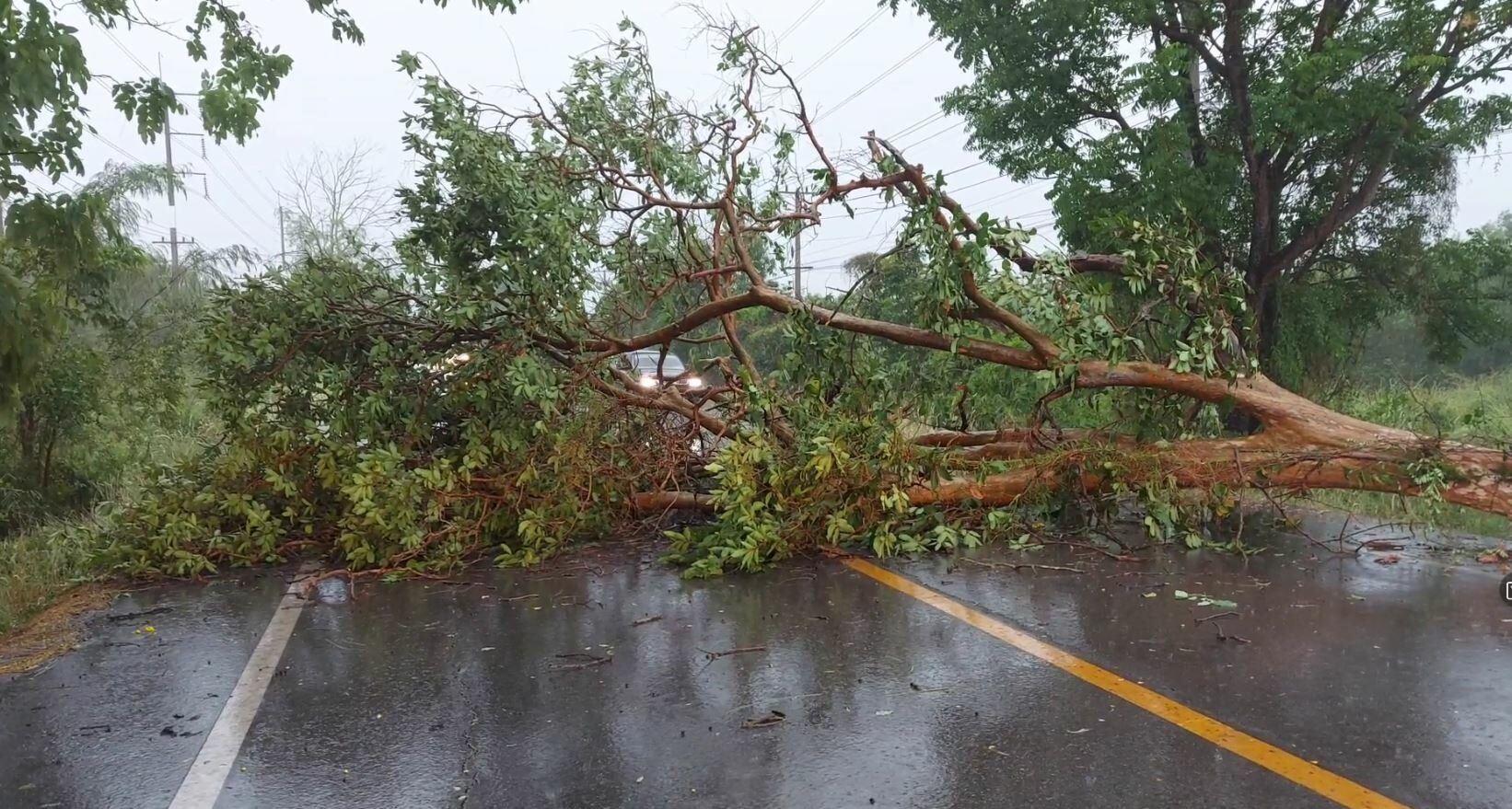 ปราจีนฯ พายุกระหน่ำ ลูกเห็บตก ต้นไม้ล้มข้างทางหลายจุด จราจรรถติดขัดครึ่งชั่วโมง