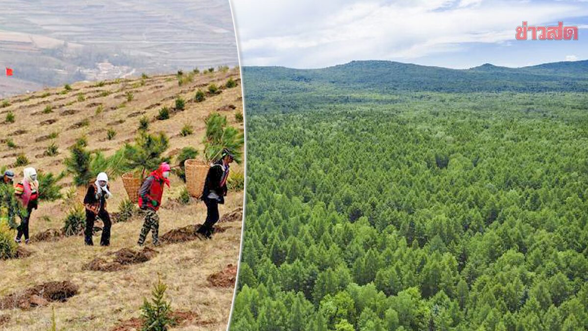 จีนเดินหน้า “ปลูกป่า” ทั่วประเทศ เพิ่มอีก 2.5 แสนไร่ภายในปีนี้