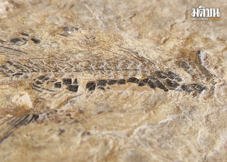 ศูนย์วิจัยฯ ชี้ ฟอสซิลปลายุคไทรแอสซิกเก่าแก่-สมบูรณ์ที่สุด พร้อมระบุหมวดชั้นหินเก่ากว่าฟอสซิลไดโนเสาร์