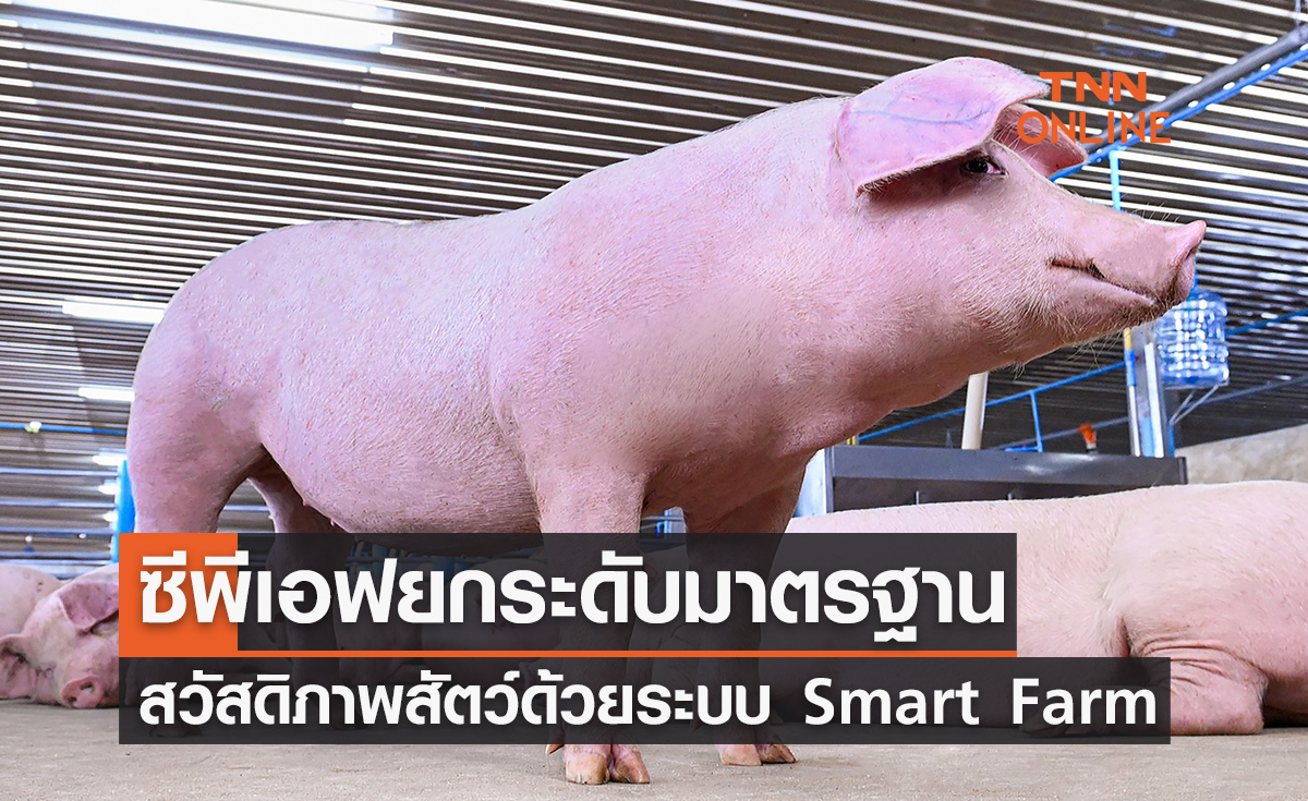 ซีพีเอฟยกระดับมาตรฐานสวัสดิภาพสัตว์ ด้วยระบบ Smart Farm