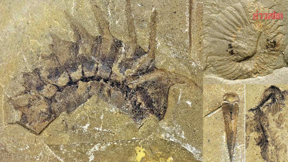 พบฟอสซิล “สัตว์ขาปล้อง” หลังยุคแคมเบรียน เอ็กซ์โพลชัน-เก่าแก่กว่า 500 ล้านปี