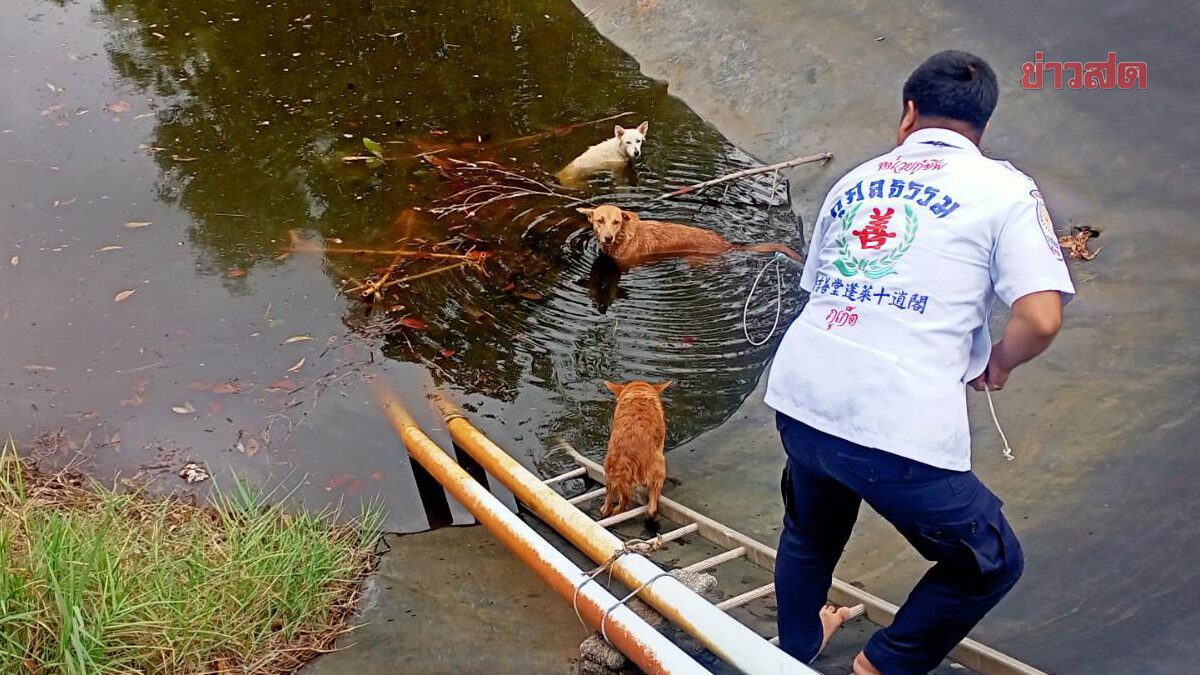 ความซนเป็นเหตุ! กู้ภัย ช่วย สุนัข 3 ตัว ลงเล่นน้ำในบ่อบำบัดขึ้นไม่ได้