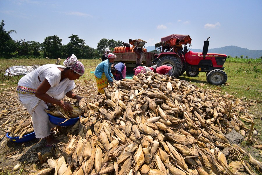 Asia Album : เกษตรกรอินเดียง่วนเก็บ-ตากแห้ง 'ข้าวโพด'