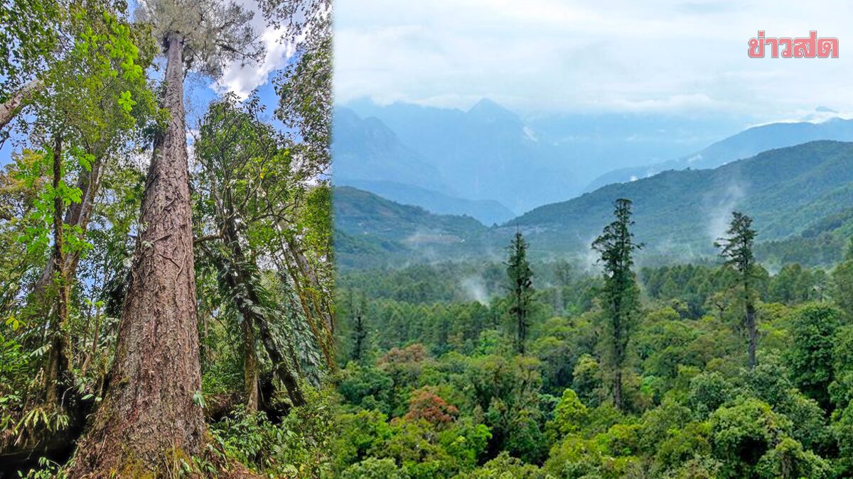 จีนตื่นตาพบ “ต้นไม้สูงสุด” ตระหง่านกลางป่าทิเบต-พุ่งปรี๊ดเกือบ 77 เมตร