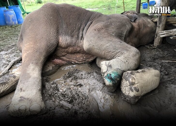 สุดยื้อ!! ช้างป่าอายุ 15 ปีป่วยติดเชื้อในกระแสเลือด ล่าสุดล้มแล้ว หลังช่วยกันเต็มที่