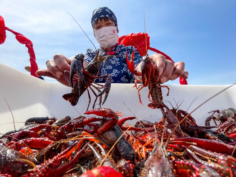 คนงานจับ 'กุ้งเครย์ฟิช' ตัวโต สดใหม่ในเจียงซู