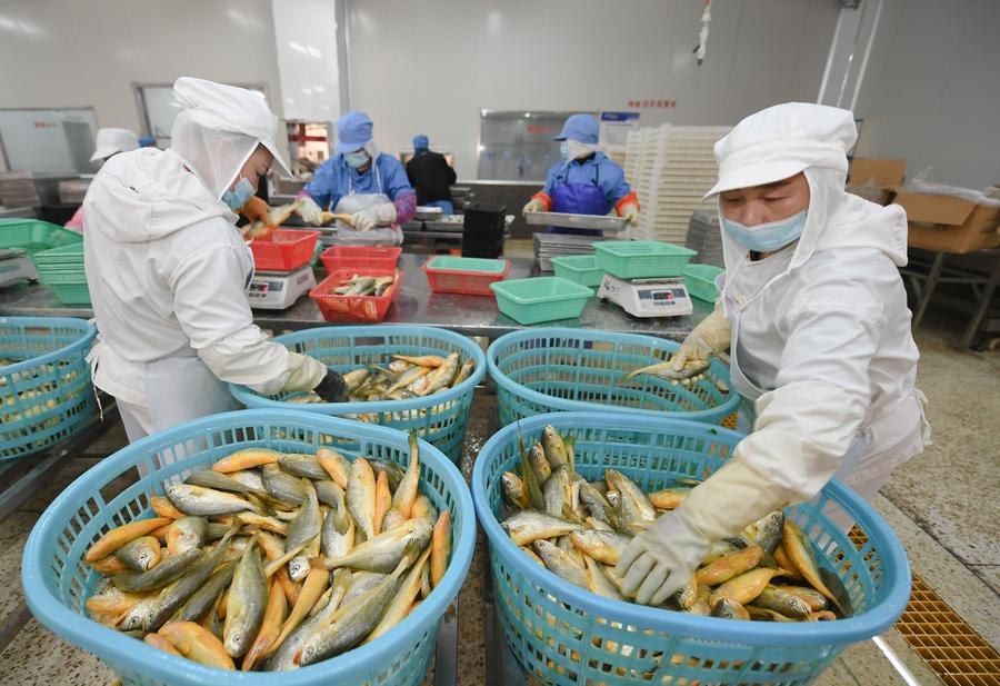 ลำแรกของโลก! 'เรือเลี้ยงปลาอัจฉริยะ' ระวางแสนตันของจีน เตรียมส่งขายปลาปีนี้