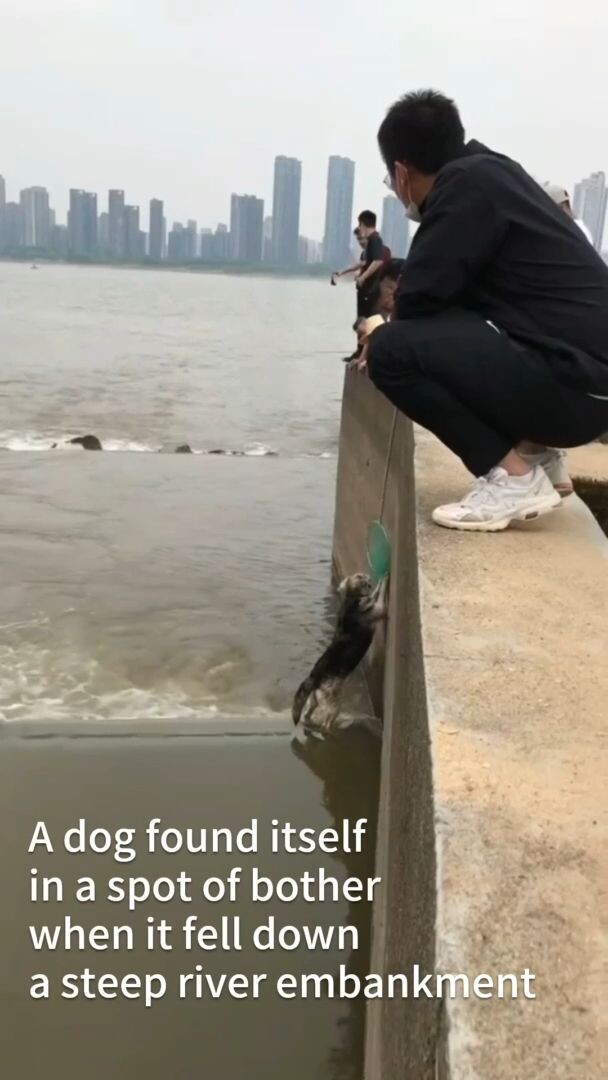 ประทับใจ! พลเมืองดีปีนลงตลิ่งช่วย 'น้องหมา' ตกแม่น้ำ