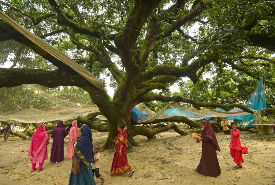 'ต้นมะม่วงเก่าแก่' แผ่ก้านยาวคดเคี้ยวในบังกลาเทศ