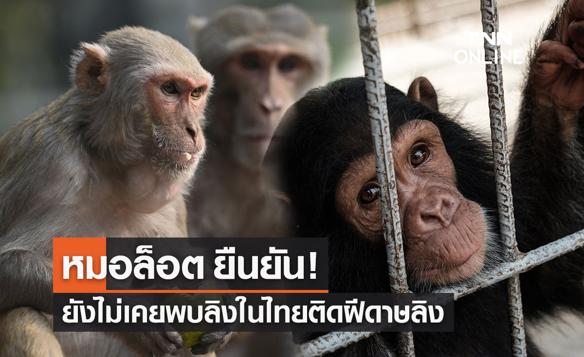 หมอล็อต ยืนยันตลอด 8 ปีที่ผ่านมา ยังไม่เคยพบลิงในไทยติด "โรคฝีดาษลิง"
