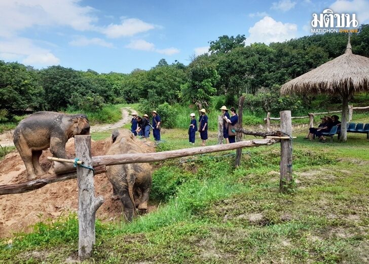 ปางช้างแม่สา ดึงนักท่องเที่ยวปั้นข้าวเหนียว ป้อนอาหาร พา ‘ช้าง’ เดินป่า หลังโควิดซา