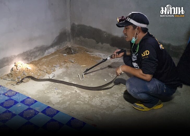 ชุดอสรพิษภาคใต้ บุกทลายรังงูเห่าในบ้านเช่า หลังพบไข่กว่า 44 ฟอง แม่งู 2 ตัว