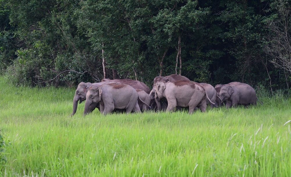 โขลงช้างป่าเขาใหญ่นับสิบตัว ออกมาเดินเล่น โชว์นักท่องเที่ยวรับหน้าฝน