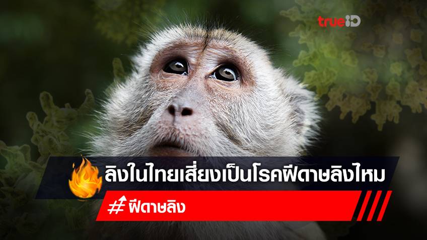 สถานการณ์ "ฝีดาษลิงในไทย" ลิงไทยเสี่ยงเป็น "โรคฝีดาษลิง" ไหม หากติดฝีดาษลิง มีอาการอย่างไร เช็กเลย!