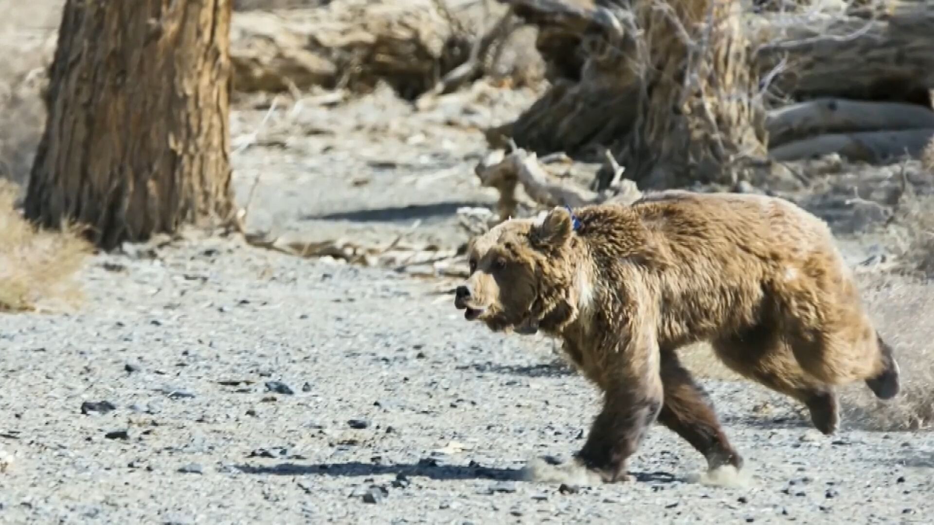 ยอด 'หมีโกบี' ในมองโกเลีย ทะลุ 50 ตัว หลังจีนหนุนคุ้มครอง