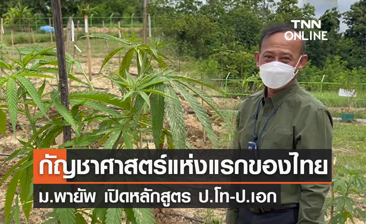 ม.พายัพ เปิดหลักสูตร ป.โท-ป.เอก "กัญชาศาสตร์ฯ" แห่งแรกของไทย!