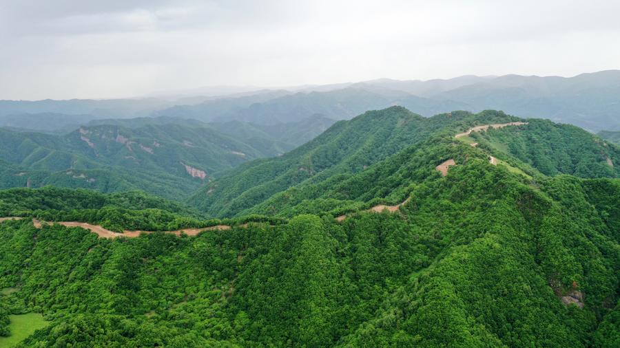 'ฟาร์มป่า' ในกานซู่ เขียวขจีไกลสุดลูกหูลูกตา