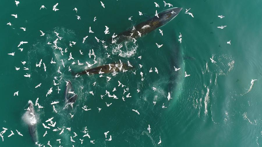 ทีมนักวิจัยจีน-ไทย ร่วมพิทักษ์ 'วาฬบรูด้า' อ่าวเป่ยปู้-อ่าวไทย